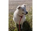 Adopt Loretta a White Australian Shepherd / Mixed Breed (Medium) / Mixed (short