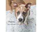 Adopt Pawsta a Tan/Yellow/Fawn Mixed Breed (Small) / Mixed Breed (Medium) /