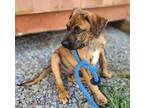 Adopt Turner a Brindle Catahoula Leopard Dog / Mixed Breed (Medium) / Mixed