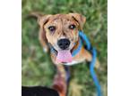 Adopt Timmy a Brindle Catahoula Leopard Dog / Mixed Breed (Medium) / Mixed