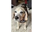 Adopt Rhinestone a Black Beagle / Mixed Breed (Medium) / Mixed (short coat) dog