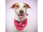Adopt Raisa a White - with Tan, Yellow or Fawn Pointer / Coonhound (Unknown