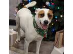 Adopt Chip a White - with Red, Golden, Orange or Chestnut Foxhound / Pointer /