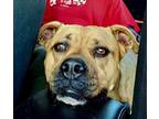 Adopt Bailey a Tan/Yellow/Fawn Pit Bull Terrier / Boxer / Mixed dog in