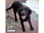 Adopt Amos a Black Labrador Retriever / Golden Retriever / Mixed dog in