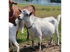 Adopt LeFou a Goat farm-type animal in Kerhonkson, NY (40157213)