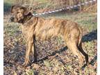 Adopt Lacy (Spayed) a Brindle Plott Hound / Mixed dog in Marietta, OH (40157128)