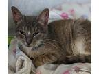 Adopt Tyrion a Brown Tabby Domestic Shorthair (short coat) cat in Jacksonville