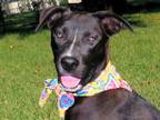 Adopt Mae J a Black - with White Terrier (Unknown Type, Medium) / Border Collie