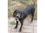 Adopt Simon a Black - with Brown, Red, Golden, Orange or Chestnut Plott Hound /