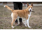 Adopt Sheriff a Brindle Akita / Mixed Breed (Medium) / Mixed (short coat) dog in