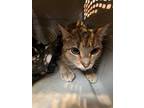Adopt McKinney a Brown Tabby Domestic Shorthair / Mixed Breed (Medium) / Mixed