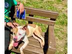 Adopt Baby Girl a White Terrier (Unknown Type, Medium) / Mixed Breed (Medium) /