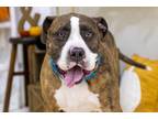 Adopt Jona a Brindle - with White Pit Bull Terrier / Boxer / Mixed dog in