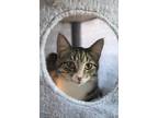 Adopt Jimmie (very shy) a Brown Tabby Domestic Shorthair / Mixed Breed (Medium)