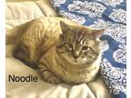Adopt Noodle a Brown Tabby Siamese (short coat) cat in Mobile, AL (40149378)