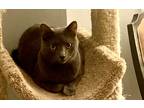 Adopt Little Boy Blue a Gray or Blue Russian Blue (short coat) cat in Mobile