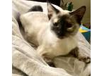 Adopt Raja a Cream or Ivory (Mostly) Siamese (short coat) cat in Mobile