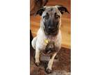 Adopt Fiona a Black Anatolian Shepherd / Mixed dog in Coralville, IA (39920783)