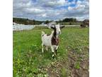 Adopt Lumiere a Goat farm-type animal in Kerhonkson, NY (40148126)