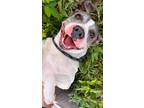 Adopt Stormy a White - with Gray or Silver Pit Bull Terrier / Bull Terrier /