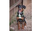 Adopt Remington a Black - with Tan, Yellow or Fawn Doberman Pinscher / Greater