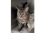 Adopt Jingle a Brown Tabby Domestic Shorthair (short coat) cat in Geneseo