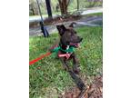 Adopt Chase a Brown/Chocolate - with White Black and Tan Coonhound / Terrier