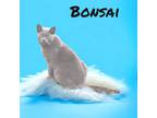 Adopt Bonsai a Domestic Shorthair / Mixed (short coat) cat in Nashville