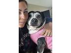 Adopt Benie a Black - with White Pit Bull Terrier / Staffordshire Bull Terrier /
