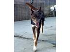 Adopt Luke a Brown/Chocolate - with Tan Australian Kelpie / Mixed dog in Lake