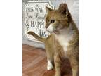 Adopt Speedy a Orange or Red Tabby Domestic Shorthair (short coat) cat in