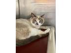 Adopt Tonight Josephine a Snowshoe / Mixed (short coat) cat in Fort Lupton