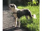 Adopt Tinsel a Black - with White Old English Sheepdog / Poodle (Miniature) /