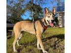 Adopt Bunny a Belgian Malinois / Siberian Husky / Mixed dog in WAYNESVILLE