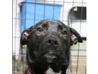 Adopt Maggie a Black - with White Dutch Shepherd / American Pit Bull Terrier /