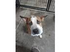 Adopt Thad a Red/Golden/Orange/Chestnut - with White Australian Shepherd /