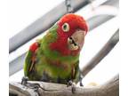 Adopt Adrian a Conure bird in Elizabeth, CO (24708807)
