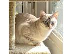 Adopt Ms. Lowes a White (Mostly) Siamese (short coat) cat in Arlington/Ft Worth