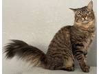 Adopt Nipper a Brown Tabby Maine Coon (long coat) cat in Pasadena, CA (40134920)