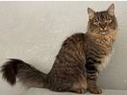 Adopt Tucker a Brown Tabby Maine Coon (long coat) cat in Pasadena, CA (40134925)