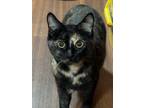 Adopt MAPLE a Spotted Tabby/Leopard Spotted Domestic Shorthair / Mixed (short