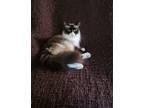 Adopt Cabbage a Snowshoe cat in Modesto, CA (39581259)