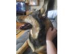 Adopt Sassy a Black - with Tan, Yellow or Fawn German Shepherd Dog / Siberian