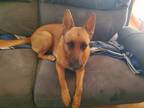 Adopt Chewy a Red/Golden/Orange/Chestnut Belgian Malinois / German Shepherd Dog