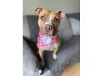 Adopt Butters - Pocket Pitty a Tan/Yellow/Fawn - with White American Pit Bull