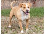 Adopt Boscoe a Tan/Yellow/Fawn American Pit Bull Terrier / Mixed Breed (Medium)