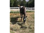 Adopt Cody a Appy Appaloosa horse in Dewey, IL (29303955)