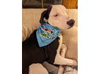 Adopt Willie a White Australian Shepherd / Labrador Retriever / Mixed dog in