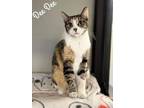 Adopt Dee Dee a Brown Tabby Domestic Shorthair / Mixed Breed (Medium) / Mixed